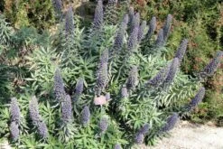 Kit De Culture - Vipérine De Madère - 100 Graines - Echium Fastuosa -Einhell Boutique 640641228ae338.50050916