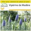 Kit De Culture - Vipérine De Madère - 100 Graines - Echium Fastuosa -Einhell Boutique 640641228f6520.16115787
