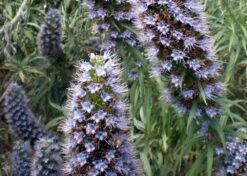 Kit De Culture - Vipérine De Madère - 100 Graines - Echium Fastuosa -Einhell Boutique 6406412294c961.08811767
