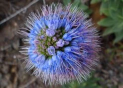 Kit De Culture - Vipérine De Madère - 100 Graines - Echium Fastuosa -Einhell Boutique 64064122aaf647.33991819