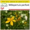 Kit De Culture - Millepertuis Perforé - 300 Graines - Hypericum Perforatum -Einhell Boutique 64064130c6e4a7.60710338