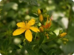 Kit De Culture - Millepertuis Perforé - 300 Graines - Hypericum Perforatum -Einhell Boutique 64064130d076c2.07984889