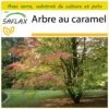 Kit De Culture - Arbre Au Caramel - 200 Graines - Cercidiphyllum Japonicum -Einhell Boutique 64064132ae18b7.00485429