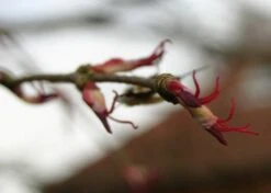 Kit De Culture - Arbre Au Caramel - 200 Graines - Cercidiphyllum Japonicum -Einhell Boutique 64064132b43652.18516611