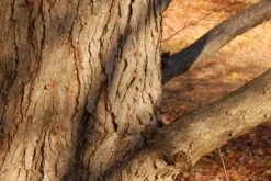 Kit De Culture - Arbre Au Caramel - 200 Graines - Cercidiphyllum Japonicum -Einhell Boutique 64064132bf1940.87270238