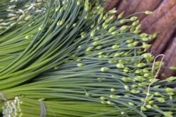 Kit De Culture - Bio - Ciboulette De Chine - 100 Graines - Allium Tuberosum 15 Kit De Culture - Bio - Ciboulette De Chine - 100 Graines - Allium Tuberosum -Einhell Boutique 6406414b167639.94224056