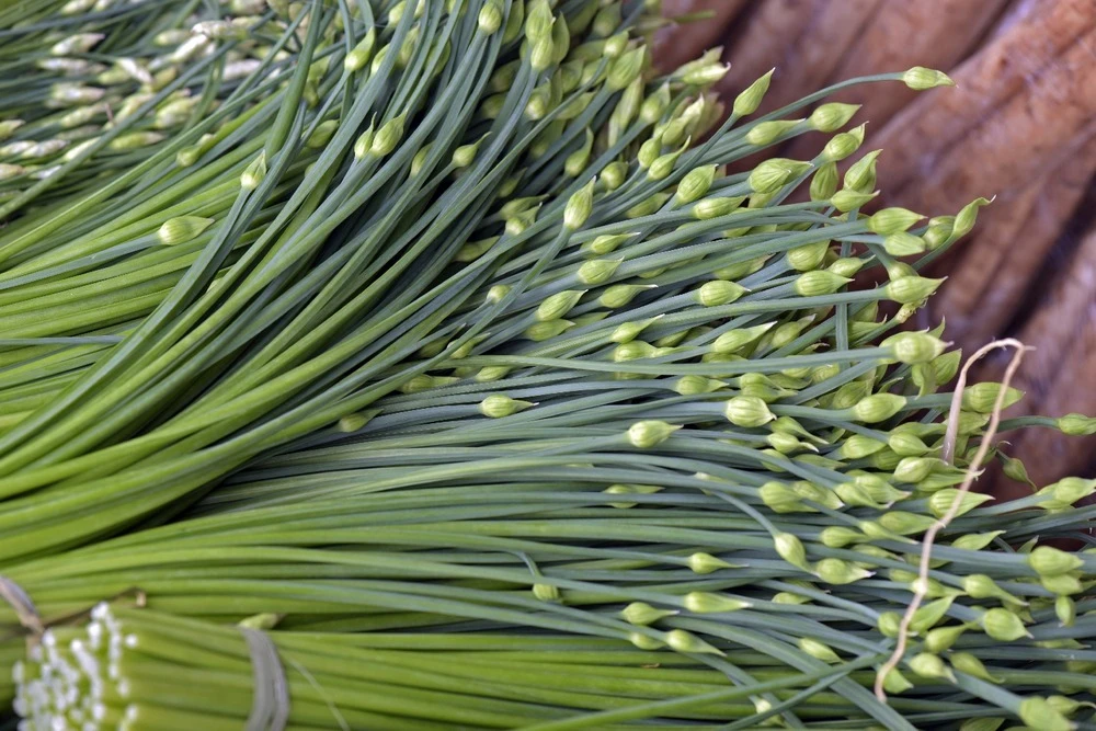 Kit De Culture - Bio - Ciboulette De Chine - 100 Graines - Allium Tuberosum 9 Kit De Culture - Bio - Ciboulette De Chine - 100 Graines - Allium Tuberosum – Image 7