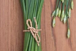 Kit De Culture - Bio - Ciboulette De Chine - 100 Graines - Allium Tuberosum 14 Kit De Culture - Bio - Ciboulette De Chine - 100 Graines - Allium Tuberosum -Einhell Boutique 6406414b24e430.90625062