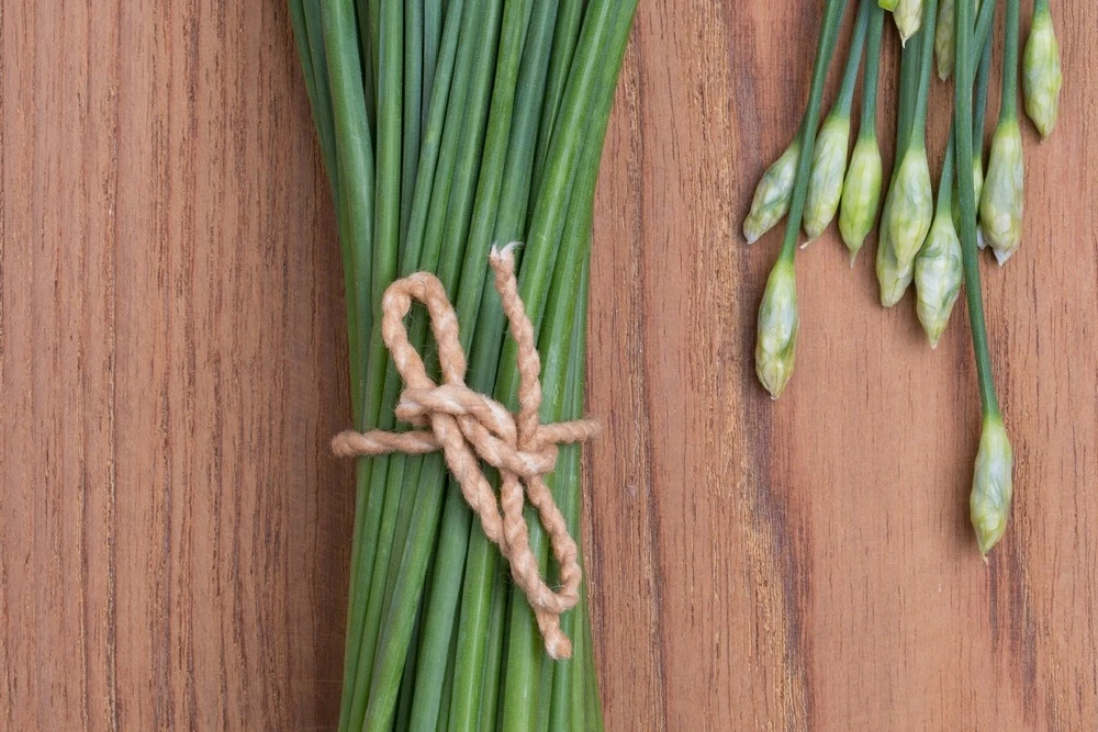 Kit De Culture - Bio - Ciboulette De Chine - 100 Graines - Allium Tuberosum 8 Kit De Culture - Bio - Ciboulette De Chine - 100 Graines - Allium Tuberosum – Image 6