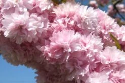 Kit De Culture - Cerisier Du Japon - 30 Graines - Prunus Serrulata -Einhell Boutique 640641574ab250.52700865