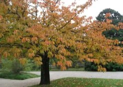 Kit De Culture - Cerisier Du Japon - 30 Graines - Prunus Serrulata -Einhell Boutique 640641575b4f81.13640687