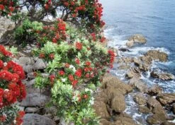 Kit De Culture - L'arbre De Noël De Nouvelle-zélande - 300 Graines - Metrosideros Excelsa -Einhell Boutique 6406415d283a93.44057268