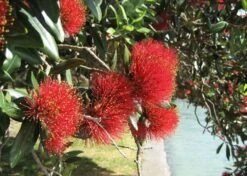 Kit De Culture - L'arbre De Noël De Nouvelle-zélande - 300 Graines - Metrosideros Excelsa -Einhell Boutique 6406415d3520e7.73193790