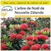 Kit De Culture - L'arbre De Noël De Nouvelle-zélande - 300 Graines - Metrosideros Excelsa -Einhell Boutique 6406415d3a1517.81048877