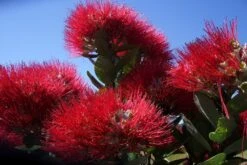 Kit De Culture - L'arbre De Noël De Nouvelle-zélande - 300 Graines - Metrosideros Excelsa -Einhell Boutique 6406415d3f3842.61166487