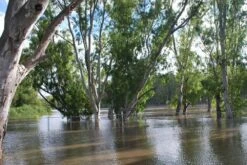 Kit De Culture - Gommier Des Rivières - 200 Graines - Eucalyptus Camaldulensis -Einhell Boutique 64064161619477.71494550