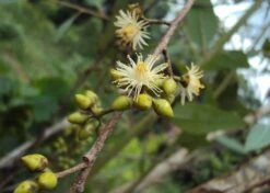 Kit De Culture - Gommier Des Rivières - 200 Graines - Eucalyptus Camaldulensis -Einhell Boutique 640641616b73c7.64330813