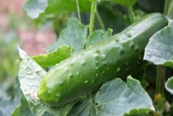 Kit De Culture - Bio - Concombre - Marketmore - 20 Graines - Cucumis Sativus 15 Kit De Culture - Bio - Concombre - Marketmore - 20 Graines - Cucumis Sativus -Einhell Boutique 64064169648772.30261151