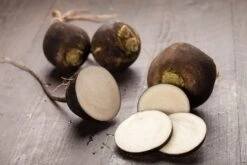 Kit De Culture - Bio - Radis - Noir - 100 Graines - Raphanus Sativus -Einhell Boutique 64064173d81689.02005216