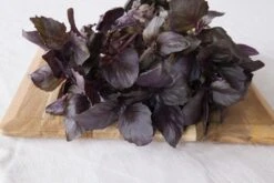 Kit De Culture - Bio - Basilic - Pourpre - 400 Graines - Ocimum Basilicum -Einhell Boutique 6406417786e992.51293442