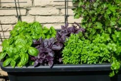 Kit De Culture - Bio - Basilic - Pourpre - 400 Graines - Ocimum Basilicum -Einhell Boutique 64064177a2a743.82127774