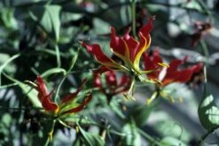 Kit De Culture - Lis De Malabar - 15 Graines - Gloriosa Rothschildiana 13 Kit De Culture - Lis De Malabar - 15 Graines - Gloriosa Rothschildiana -Einhell Boutique 64064179340333.58024990