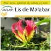 Kit De Culture - Lis De Malabar - 15 Graines - Gloriosa Rothschildiana 1 Kit De Culture - Lis De Malabar - 15 Graines - Gloriosa Rothschildiana -Einhell Boutique 64064179434a71.50888916
