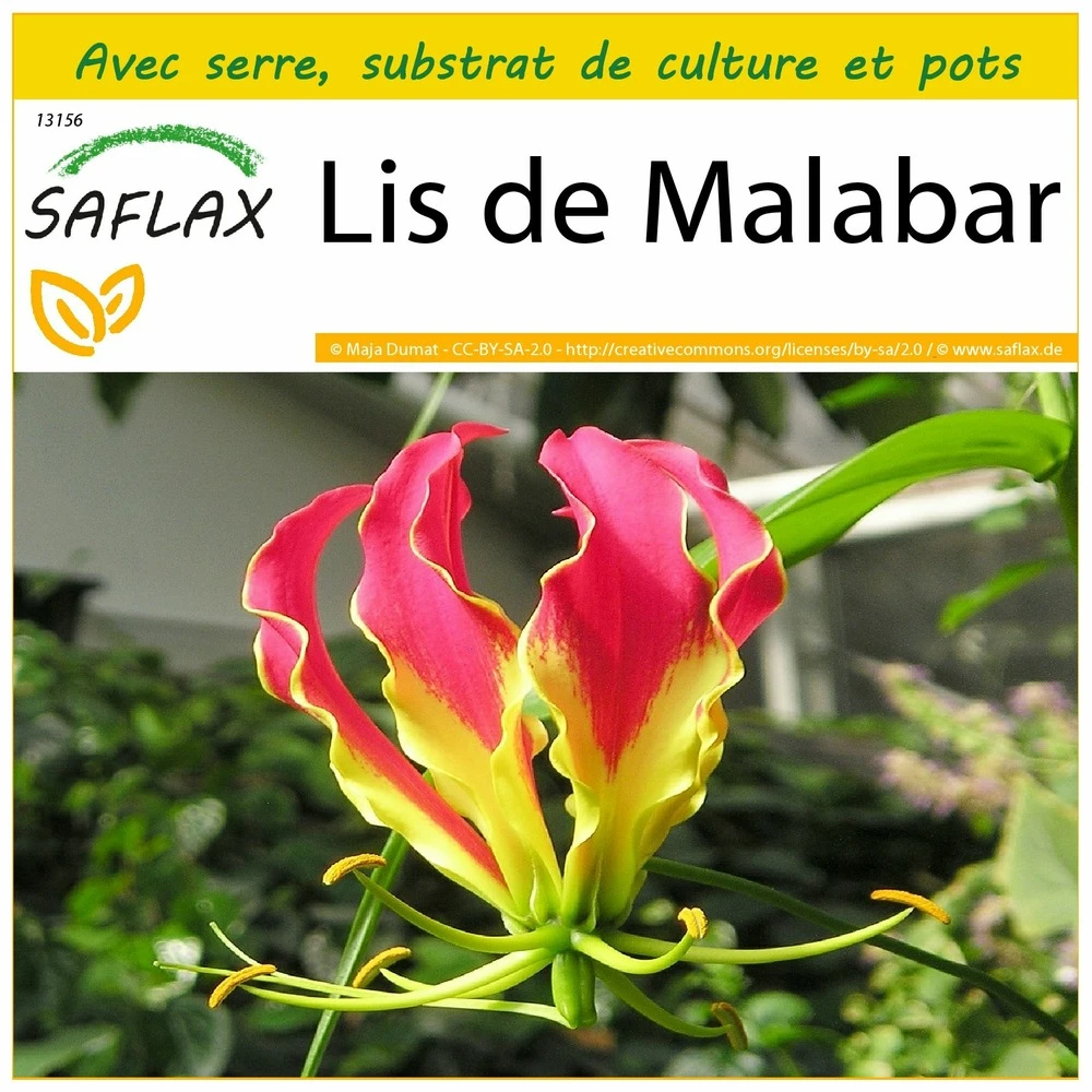 Kit De Culture - Lis De Malabar - 15 Graines - Gloriosa Rothschildiana 3 Kit De Culture - Lis De Malabar - 15 Graines - Gloriosa Rothschildiana