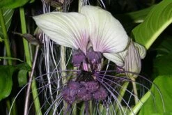 Kit De Culture - Plante Chauve-souris Blanche - 10 Graines - Tacca Integrifolia 9 Kit De Culture - Plante Chauve-souris Blanche - 10 Graines - Tacca Integrifolia -Einhell Boutique 6406417d5508f9.96415960