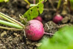 Kit De Culture - Bio - Radis - Cherry Bell - 100 Graines - Raphanus Sativus -Einhell Boutique 640641a6420921.87770760