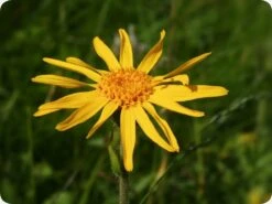 Kit De Culture - Arnica Des Montagnes - 40 Graines - Arnica Montana -Einhell Boutique 640641a8f3e957.44733188