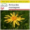 Kit De Culture - Arnica Des Montagnes - 40 Graines - Arnica Montana -Einhell Boutique 640641a909b7e4.18340636