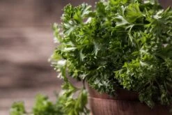 Kit De Culture - Bio - Persil Frisé - 800 Graines - Petroselinum Crispum -Einhell Boutique 640641ae84ab86.75027248