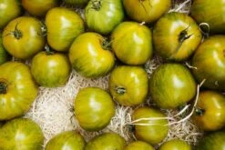 Kit De Culture - Bio - Tomate - Verte Zébrée - 10 Graines - Solanum Lycopersicum -Einhell Boutique 640641b048ed84.03400656