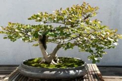 Kit De Culture - Myrte Commun - 30 Graines - Myrtus Communis -Einhell Boutique 640641b37af733.30049485