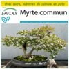 Kit De Culture - Myrte Commun - 30 Graines - Myrtus Communis 1 Kit De Culture - Myrte Commun - 30 Graines - Myrtus Communis -Einhell Boutique 640641b3834ce6.85569333