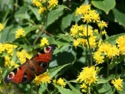 Kit De Culture - Solidage Verge D'or - 100 Graines - Solidago Virgaurea -Einhell Boutique 640641b4c90c32.39776300