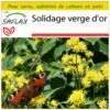 Kit De Culture - Solidage Verge D'or - 100 Graines - Solidago Virgaurea -Einhell Boutique 640641b4cf5364.32455388