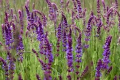 Kit De Culture - Bio - Sauge - 60 Graines - Salvia Officinalis 14 Kit De Culture - Bio - Sauge - 60 Graines - Salvia Officinalis -Einhell Boutique 640641bf438086.74821203