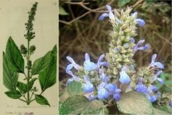 Kit De Culture - Chia - 500 Graines - Salvia Hispanica -Einhell Boutique 640641c579de98.62891474