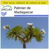 Kit De Culture - Palmier De Madagascar - 10 Graines - Pachypodium Lamerei -Einhell Boutique 640641c709f2f9.19807943