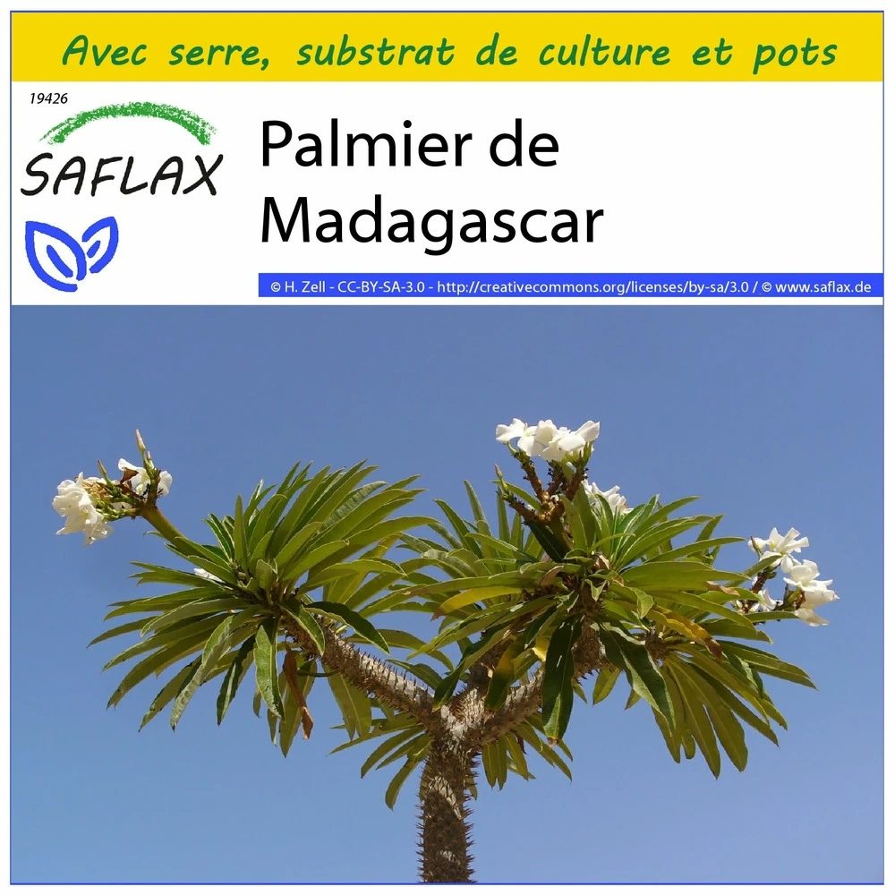Kit De Culture - Palmier De Madagascar - 10 Graines - Pachypodium Lamerei 3 Kit De Culture - Palmier De Madagascar - 10 Graines - Pachypodium Lamerei