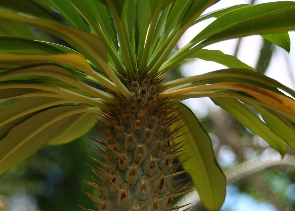 Kit De Culture - Palmier De Madagascar - 10 Graines - Pachypodium Lamerei 9 Kit De Culture - Palmier De Madagascar - 10 Graines - Pachypodium Lamerei – Image 7