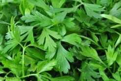 Kit De Culture - Bio - Cerfeuil Commun - 800 Graines - Anthriscus Cerefolium -Einhell Boutique 640641c887fe75.85740285