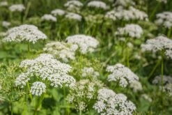 Kit De Culture - Bio - Cerfeuil Commun - 800 Graines - Anthriscus Cerefolium -Einhell Boutique 640641c8a30cc8.62953997