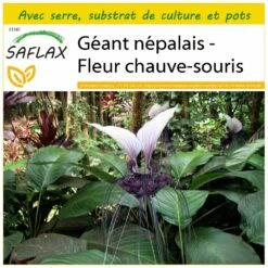 Kit De Culture - Géant Népalais - Fleur Chauve-souris - 10 Graines - Tacca Nevia White