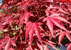Kit De Culture - Erable Du Japon Pourpre - 20 Graines - Acer Palmatum Atropurpureum -Einhell Boutique 640641d81e91c2.05775496