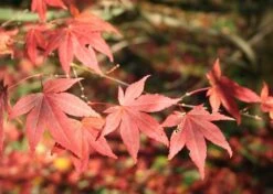 Kit De Culture - Erable Du Japon Pourpre - 20 Graines - Acer Palmatum Atropurpureum -Einhell Boutique 640641d8236e87.81519951