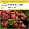 Kit De Culture - Erable Du Japon Pourpre - 20 Graines - Acer Palmatum Atropurpureum -Einhell Boutique 640641d828db01.67437939