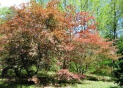Kit De Culture - Erable Du Japon Pourpre - 20 Graines - Acer Palmatum Atropurpureum -Einhell Boutique 640641d82dff97.81256788